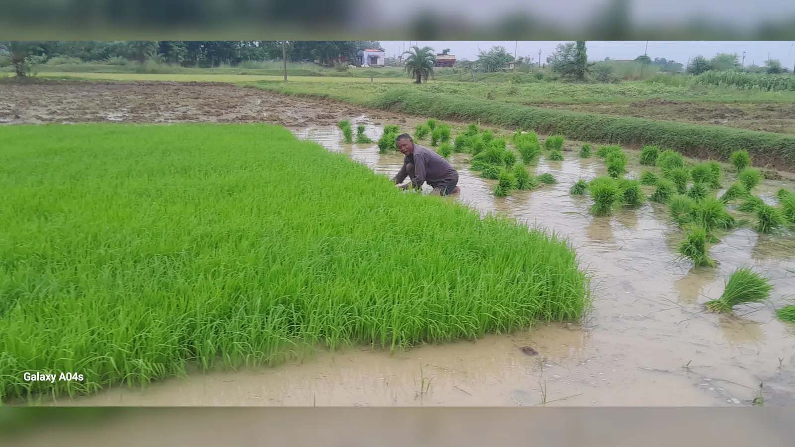 खलारी में खेत लबालब, किसानों ने धान रोपनी की तैयारी बढ़ाई खलारी में खेत लबालब, किसानों ने धान रोपनी की तैयारी बढ़ाई