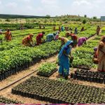 उप्र में हरियाली की बड़ी तैयारी! 2600 से अधिक नर्सरियों में 57.62 करोड़ पौधे रोपण के लिए तैयार उप्र में हरियाली की बड़ी तैयारी! 2600 से अधिक नर्सरियों में 57.62 करोड़ पौधे रोपण के लिए तैयार
