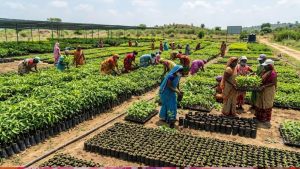 उप्र में हरियाली की बड़ी तैयारी! 2600 से अधिक नर्सरियों में 57.62 करोड़ पौधे रोपण के लिए तैयार उप्र में हरियाली की बड़ी तैयारी! 2600 से अधिक नर्सरियों में 57.62 करोड़ पौधे रोपण के लिए तैयार