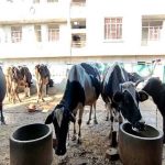 पशुपालकों की आय बढ़ाने को राजस्थान में स्वदेशी सीमन तकनीक तेज