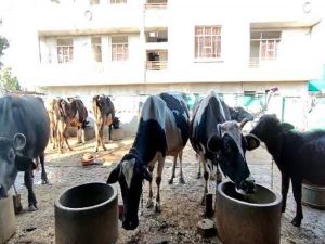 पशुपालकों की आय बढ़ाने को राजस्थान में स्वदेशी सीमन तकनीक तेज