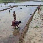 मानसून की बारिश से खिले किसान, खेतों में शुरू हुई धान रोपाई