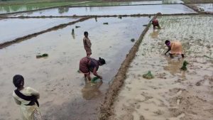 मानसून की बारिश से खिले किसान, खेतों में शुरू हुई धान रोपाई