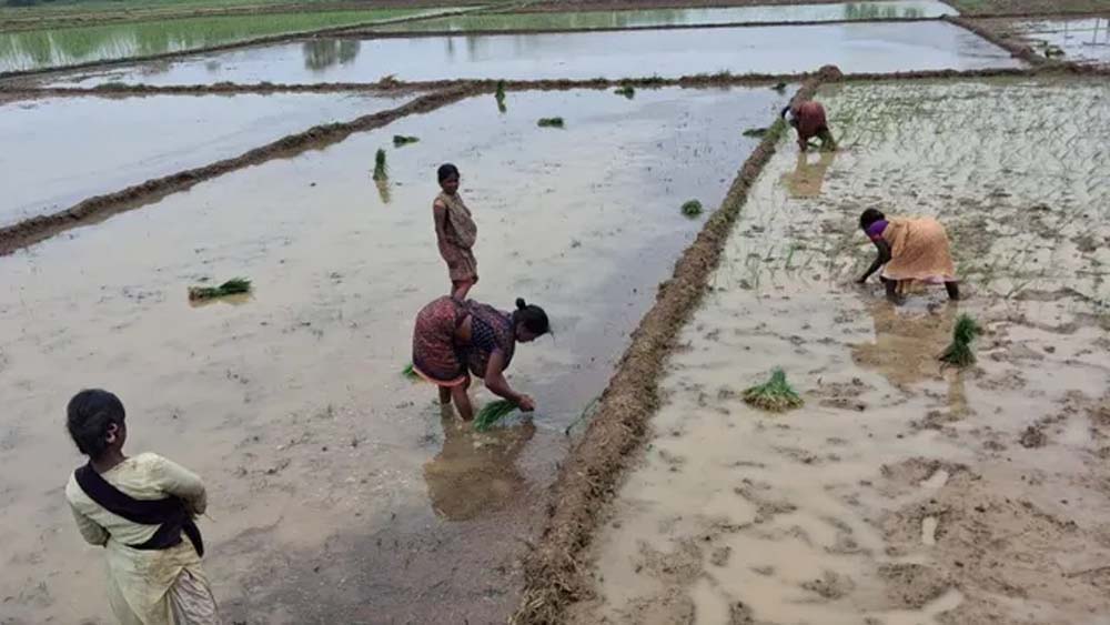 मानसून की बारिश से खिले किसान, खेतों में शुरू हुई धान रोपाई मानसून की बारिश से खिले किसान, खेतों में शुरू हुई धान रोपाई