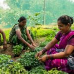 गुणवत्तापूर्ण पौधों से बढ़ रही आय और आत्मनिर्भरता