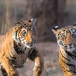 बाघ संरक्षण के प्रति युवाओं को जागरूक करने वन विहार में हुई ओपन क्विज और रेस्क्यू वर्कशॉप बाघ संरक्षण के प्रति युवाओं को जागरूक करने वन विहार में हुई ओपन क्विज और रेस्क्यू वर्कशॉप
