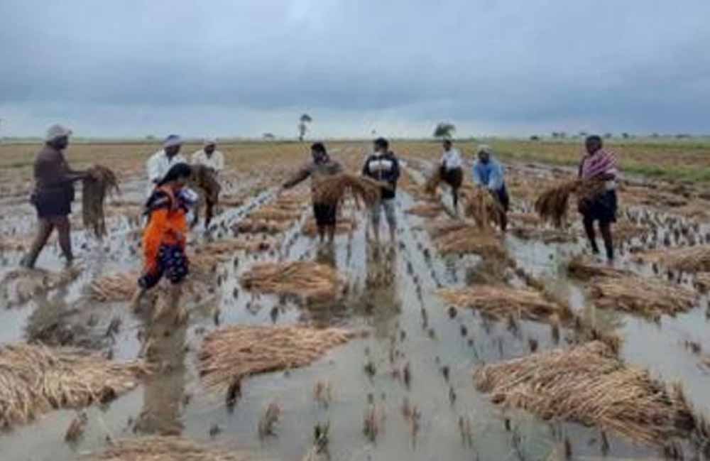 किसानों के लिए जरूरी अपडेट! 31 जुलाई तक धान सहित 10 फसलों का करा सकते हैं बीमा किसानों के लिए जरूरी अपडेट! 31 जुलाई तक धान सहित 10 फसलों का करा सकते हैं बीमा