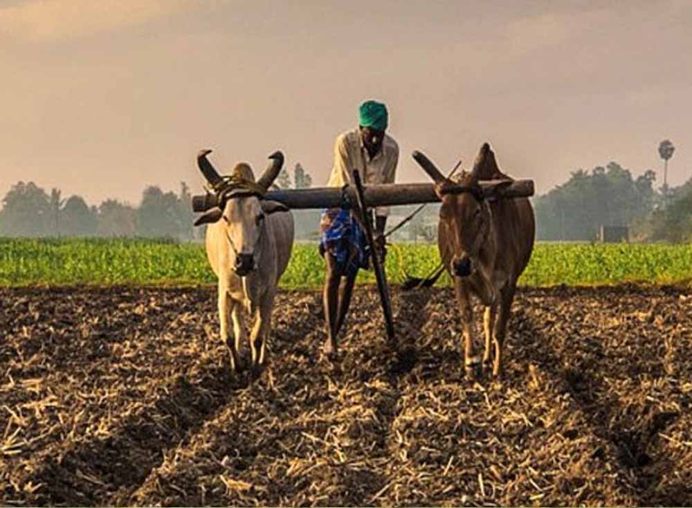 बारिश-ओलावृष्टि से फसल का डर? छत्तीसगढ़ के किसान 31 जुलाई तक जरूर कराएं फसल बीमा