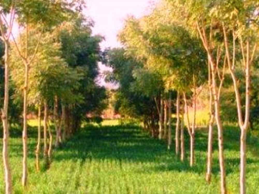 CG News: उद्योगों को हर एक हेक्टेयर में लगाने पड़ेंगे ढाई हजार पौधे, सरकार ने जारी किए निर्देश CG News: उद्योगों को हर एक हेक्टेयर में लगाने पड़ेंगे ढाई हजार पौधे, सरकार ने जारी किए निर्देश