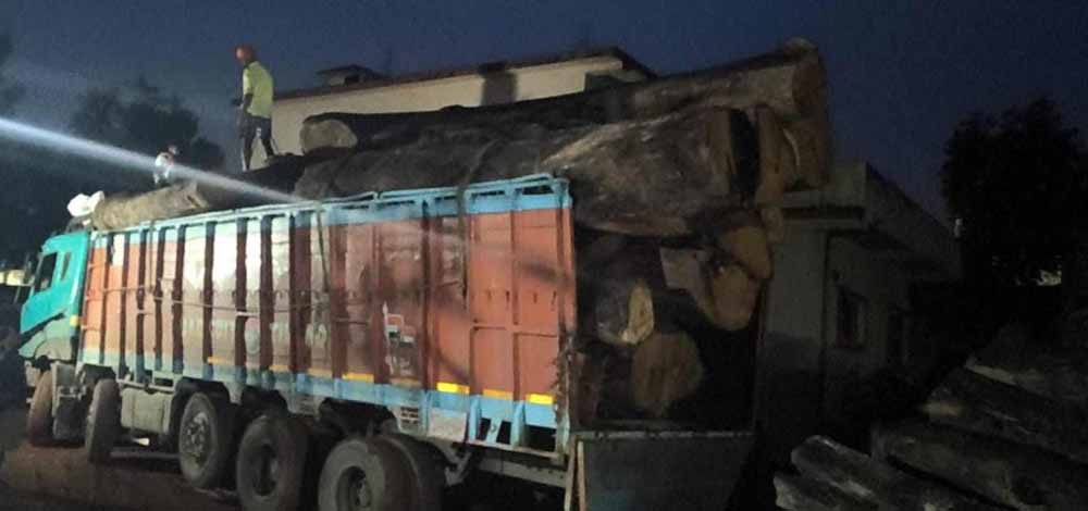 साल के 206 पेड़ों की अवैध कटाई पर बड़ा एक्शन, कोरबा में आरोपी गिरफ्तार, आरा मिल पर ताला साल के 206 पेड़ों की अवैध कटाई पर बड़ा एक्शन, कोरबा में आरोपी गिरफ्तार, आरा मिल पर ताला