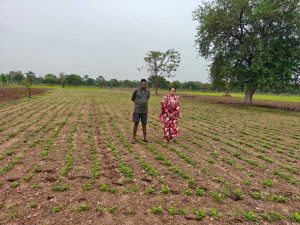 खेती में बदलाव ला रहा समृद्धि का रास्ता, लाभकारी फसलों से बढ़ी किसानों की आय खेती में बदलाव ला रहा समृद्धि का रास्ता, लाभकारी फसलों से बढ़ी किसानों की आय