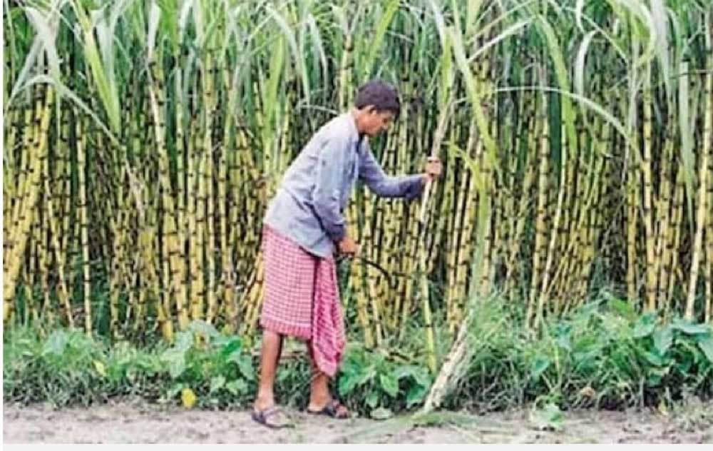 योगी सरकार 6 से 11 जुलाई तक प्रदेश की सभी सहकारी गन्ना विकास समितियों में चलाएगी सामाजिक सुरक्षा जागरूकता एवं नामांकन महाअभियान योगी सरकार 6 से 11 जुलाई तक प्रदेश की सभी सहकारी गन्ना विकास समितियों में चलाएगी सामाजिक सुरक्षा जागरूकता एवं नामांकन महाअभियान