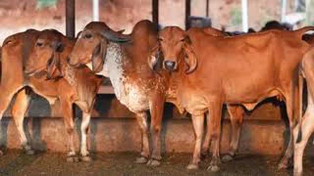 गोसंरक्षण से ग्रामीण समृद्धि: उत्तर प्रदेश का बहुआयामी विकास मॉडल दिनेश सिंह गोसंरक्षण से ग्रामीण समृद्धि: उत्तर प्रदेश का बहुआयामी विकास मॉडल दिनेश सिंह