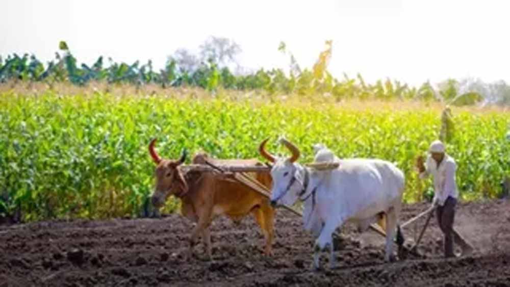 किसानों के लिए जरूरी सूचना: MSP और खाद सुविधा हेतु ‘मेरी फसल-मेरा ब्योरा’ में 31 जुलाई तक रजिस्ट्रेशन