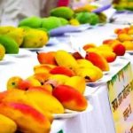 पंचकूला मैंगो मेले में आम प्रेमियों की बहार, 400+ वैरायटी का मिलेगा स्वाद