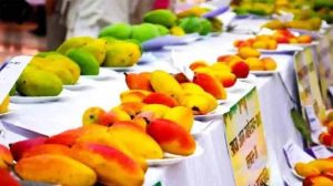 पंचकूला मैंगो मेले में आम प्रेमियों की बहार, 400+ वैरायटी का मिलेगा स्वाद