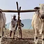 हरियाणा सरकार का बड़ा फैसला, अगले रबी सीजन तक लागू रहेगी प्रधानमंत्री फसल बीमा योजना