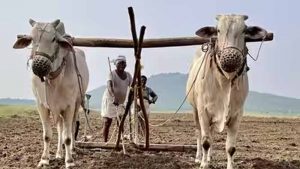 हरियाणा सरकार का बड़ा फैसला, अगले रबी सीजन तक लागू रहेगी प्रधानमंत्री फसल बीमा योजना