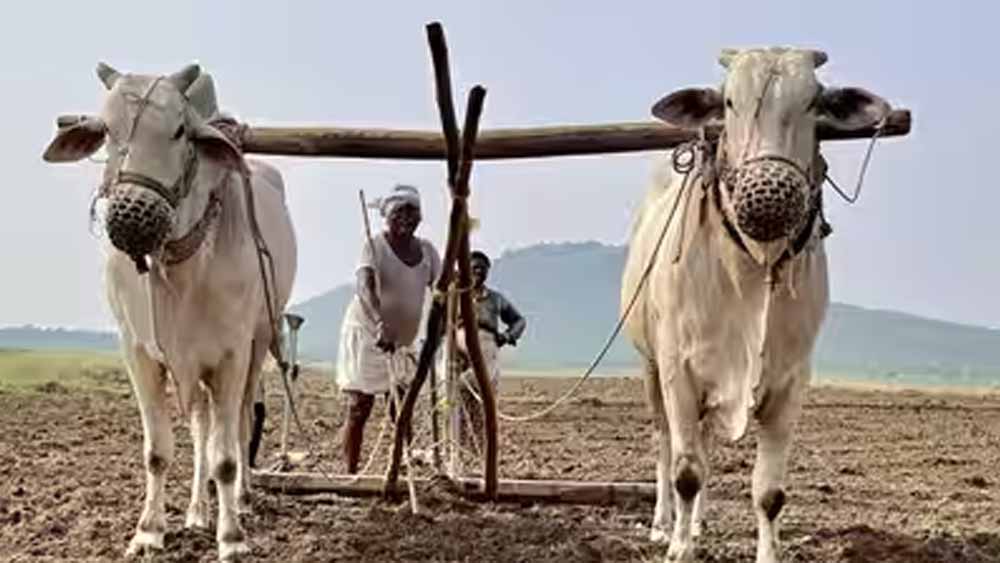 हरियाणा सरकार का बड़ा फैसला, अगले रबी सीजन तक लागू रहेगी प्रधानमंत्री फसल बीमा योजना हरियाणा सरकार का बड़ा फैसला, अगले रबी सीजन तक लागू रहेगी प्रधानमंत्री फसल बीमा योजना