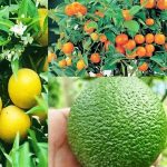 GI टैग से चमका हरियाणा का किन्नू, किसानों की आय बढ़ने की नई उम्मीद