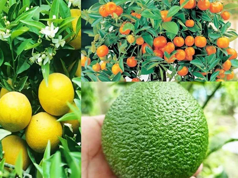 GI टैग से चमका हरियाणा का किन्नू, किसानों की आय बढ़ने की नई उम्मीद