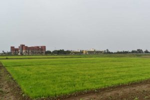 विलंबित मानसून के बीच धान किसानों के लिए आईसीएआर-एनआईबीएसएम की विशेष सलाह विलंबित मानसून के बीच धान किसानों के लिए आईसीएआर-एनआईबीएसएम की विशेष सलाह