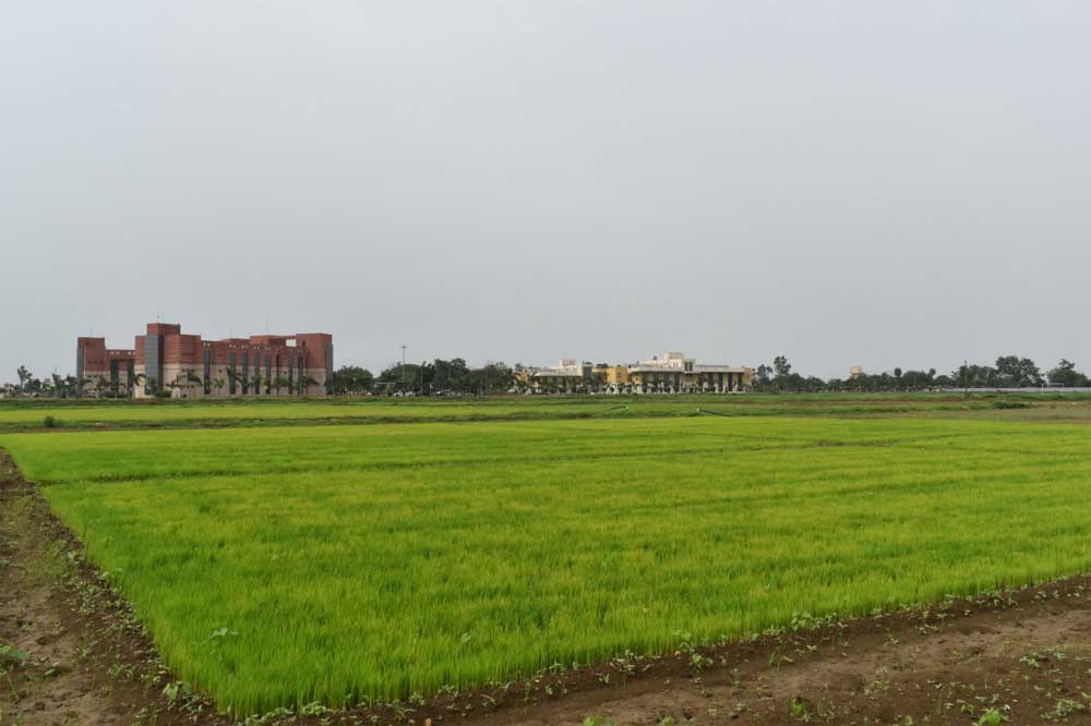 विलंबित मानसून के बीच धान किसानों के लिए आईसीएआर-एनआईबीएसएम की विशेष सलाह विलंबित मानसून के बीच धान किसानों के लिए आईसीएआर-एनआईबीएसएम की विशेष सलाह