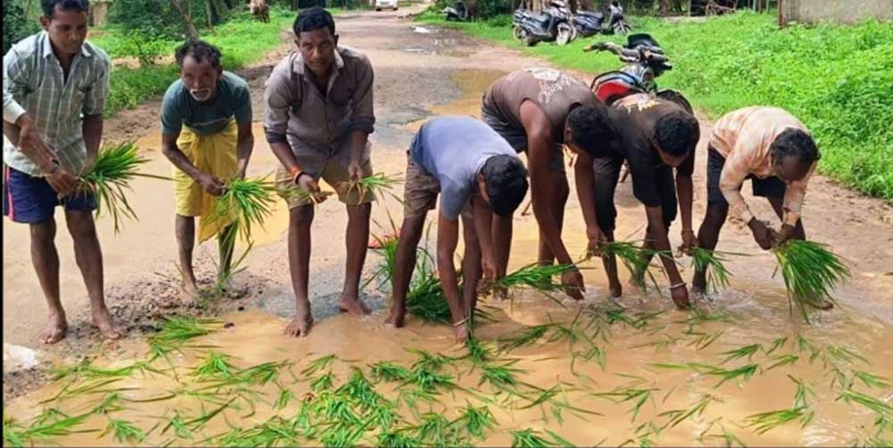 गड्ढों में धान की रोपाई कर फूटा ग्रामीणों का गुस्सा, सड़क निर्माण की मांग तेज गड्ढों में धान की रोपाई कर फूटा ग्रामीणों का गुस्सा, सड़क निर्माण की मांग तेज