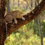 तेंदुओं के मानव बस्तियों में प्रवेश पर रोक, कलेसर में तैयार होंगे विशेष घास के मैदान