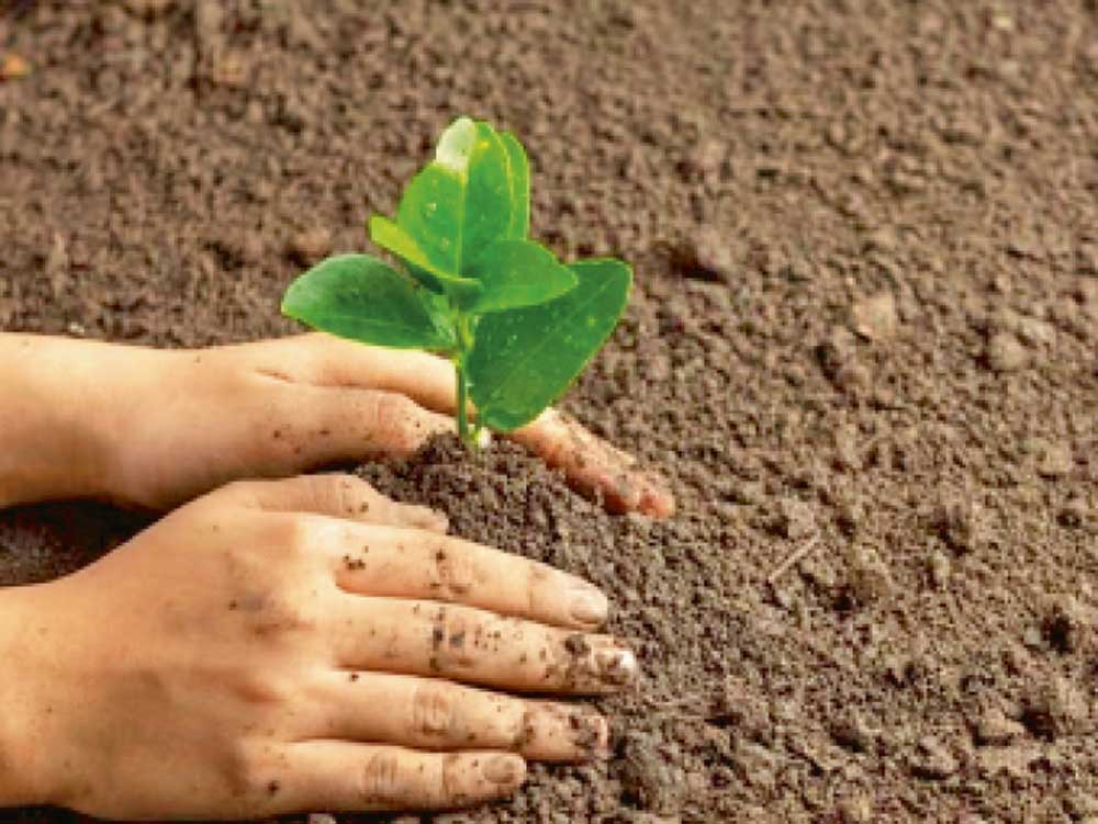 गुरु पूर्णिमा (29 जुलाई) से पहले प्रदेश में स्थापित किए जाएंगे कई विशिष्ट वन गुरु पूर्णिमा (29 जुलाई) से पहले प्रदेश में स्थापित किए जाएंगे कई विशिष्ट वन