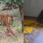 युवराज बाघ का खिवनी अभ्यारण से वन विहार तक का सफर