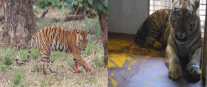 युवराज बाघ का खिवनी अभ्यारण से वन विहार तक का सफर
