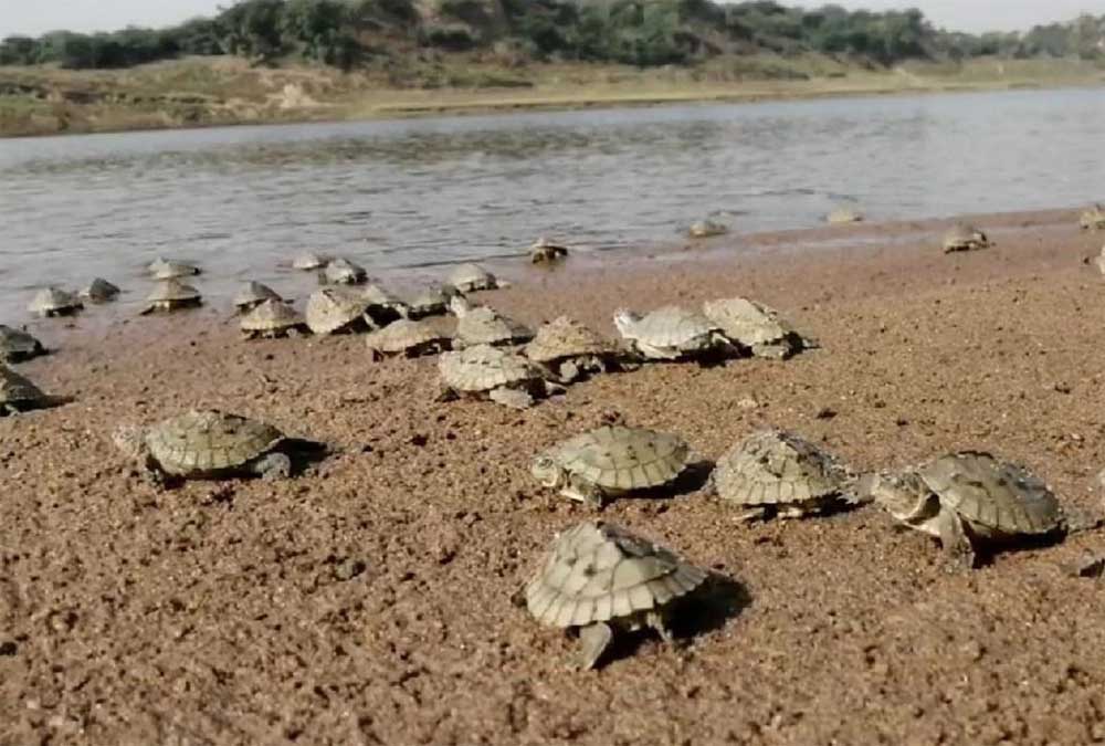 तीन राज्यों के वन विभाग संयुक्त रूप से करेंगे निगरानी