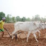 राज्य में 4.77 लाख हेक्टेयर क्षेत्र में लक्ष्य का 10 प्रतिशत बोनी पूर्ण