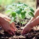 पौधरोपण के लिए 2336 स्थल पर 11325 हेक्टेयर में लगेंगे पौधे