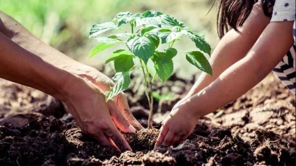 पौधरोपण के लिए 2336 स्थल पर 11325 हेक्टेयर में लगेंगे पौधे