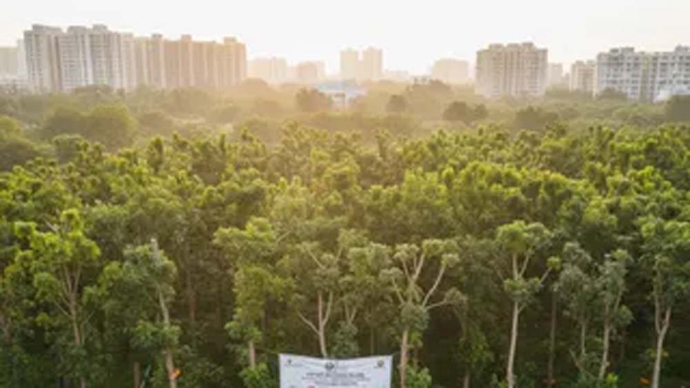 रिज क्षेत्र में 100 से ज्यादा पेड़ काटने से पहले अनिवार्य होगा साइट निरीक्षण