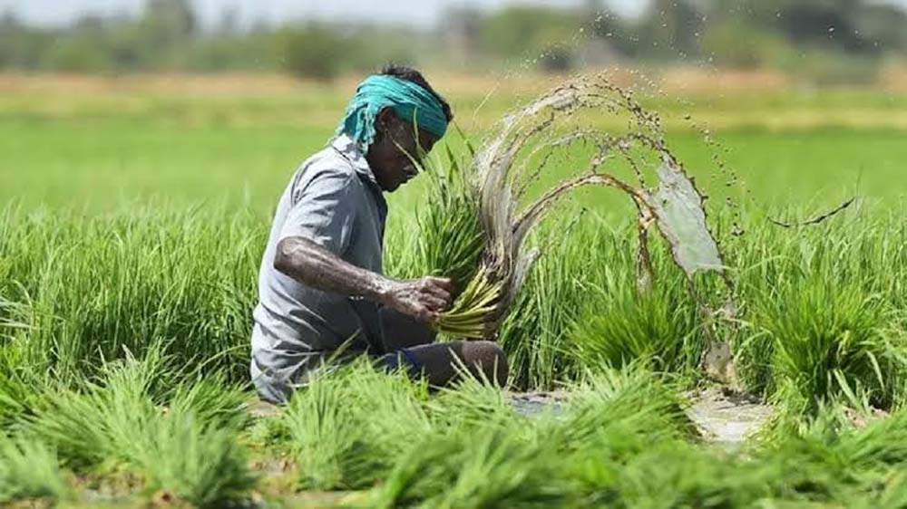 किसानों को मौसम की मार से मिलेगी राहत, 41 जिलों में फसल बीमा योजना लागू; प्रीमियम सिर्फ 5%