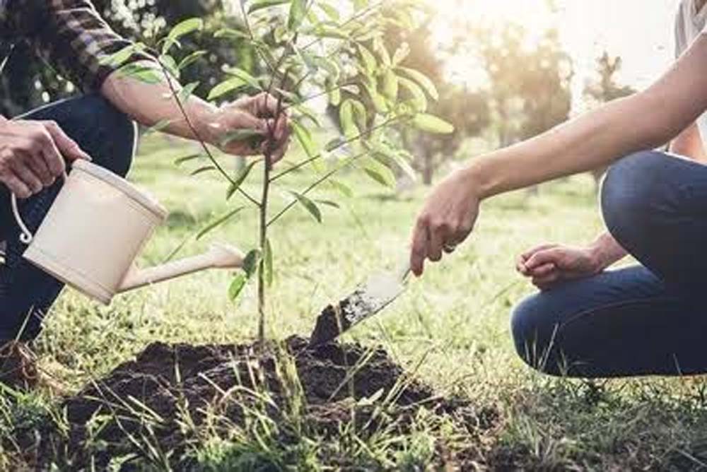 हरियाणा में 15 लाख से अधिक पौधारोपण, कोर्ट परिसरों से सार्वजनिक स्थलों तक हरियाली