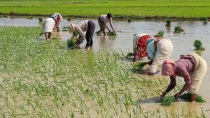 अलनीनो की आशंका के बीच झारखंड में अच्छी बारिश, 83% से ज्यादा धान का आच्छादन