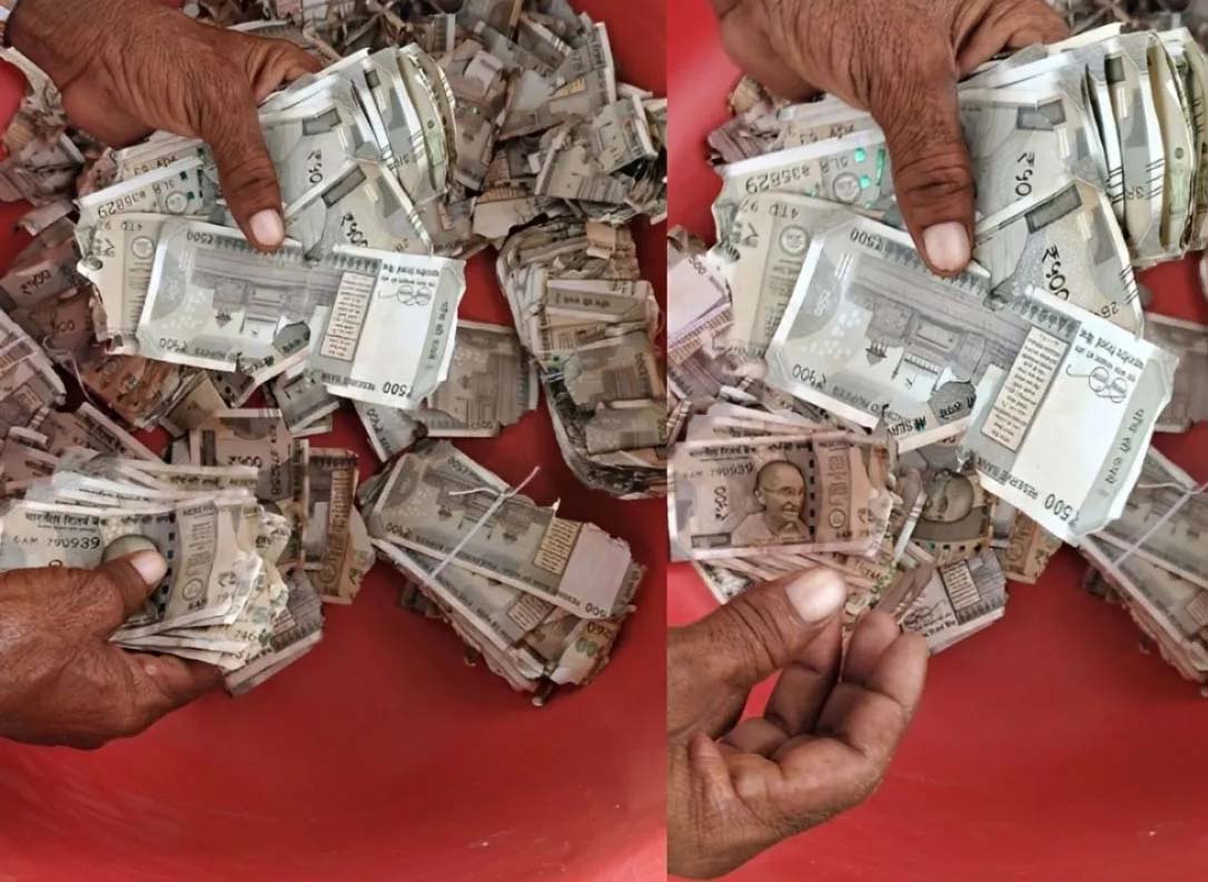 खेत में दबाए पांच लाख रुपये, जुताई में मिली थैली तो दीमक ने चट किए नोट खेत में दबाए पांच लाख रुपये, जुताई में मिली थैली तो दीमक ने चट किए नोट