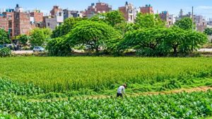 दिल्ली हाई कोर्ट के आदेश बाद यमुना फ्लड प्लेन में अतिक्रमण पर शिकंजा