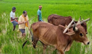 मुख्यमंत्री ने कहा – किसान परिवार से होने के नाते खेती मेरे लिए केवल आजीविका नहीं, जीवन का संस्कार मुख्यमंत्री ने कहा – किसान परिवार से होने के नाते खेती मेरे लिए केवल आजीविका नहीं, जीवन का संस्कार