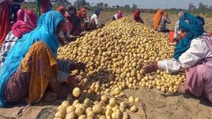 आलू किसानों के लिए योगी सरकार का बड़ा फैसला, ₹1000 करोड़ से मिलेगी राहत