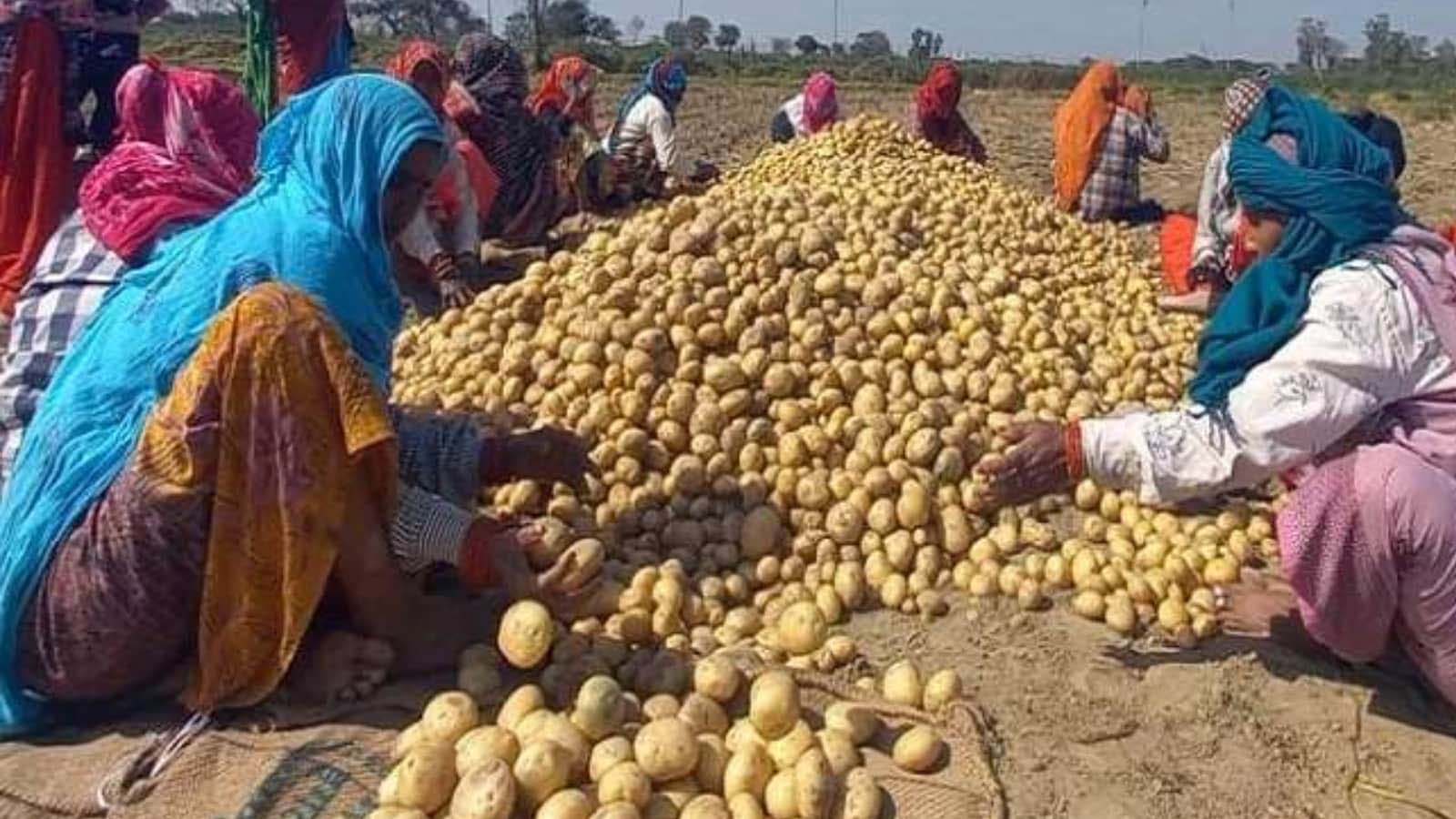 आलू किसानों के लिए योगी सरकार का बड़ा फैसला, ₹1000 करोड़ से मिलेगी राहत आलू किसानों के लिए योगी सरकार का बड़ा फैसला, ₹1000 करोड़ से मिलेगी राहत