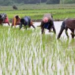 प्रदेश में बोनी का लक्ष्य लगभग पूरा! 48.69 लाख हेक्टेयर के मुकाबले 97% क्षेत्र में हुई बुआई प्रदेश में बोनी का लक्ष्य लगभग पूरा! 48.69 लाख हेक्टेयर के मुकाबले 97% क्षेत्र में हुई बुआई