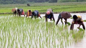 प्रदेश में बोनी का लक्ष्य लगभग पूरा! 48.69 लाख हेक्टेयर के मुकाबले 97% क्षेत्र में हुई बुआई प्रदेश में बोनी का लक्ष्य लगभग पूरा! 48.69 लाख हेक्टेयर के मुकाबले 97% क्षेत्र में हुई बुआई