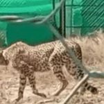 21 दिन बाद जंगल में मिली लापता चीता निर्वात, लोकेशन ट्रेस कर बाड़े में वापस लाई गई