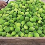 बरसाती सब्जी कीकोड़ा बनी मुनाफे की फसल, 300 रुपये किलो तक कीमत