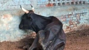 CAG रिपोर्ट में गोशाला योजना की गड़बड़ी उजागर, कहीं घर तो कहीं गोदाम बने CAG रिपोर्ट में गोशाला योजना की गड़बड़ी उजागर, कहीं घर तो कहीं गोदाम बने